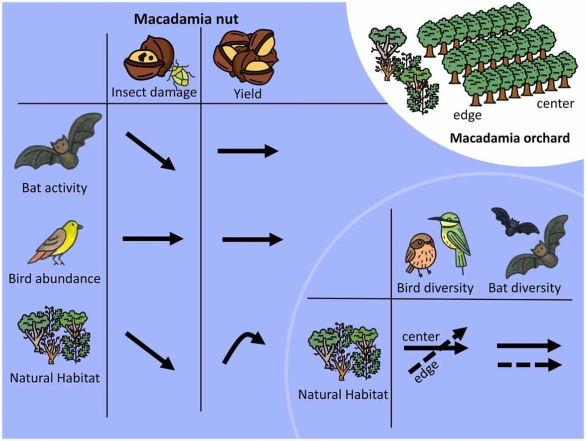 Un estudio en 10 fincas de Limpopo mostró que murciélagos y otras especies silvestres reducen el daño de insectos en cultivos de macadamia en Sudáfrica (Gentileza, estudio Las características del paisaje influyen en los servicios de control de plagas en los huertos de macadamia y dan forma a las comunidades de aves y murciélagos, publicado en Agriculture, Ecosystems and Environment)