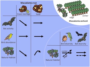 Diagrama con ilustraciones de murciélagos, aves, árboles, nueces de macadamia y flechas explicativas sobre un fondo azul claro