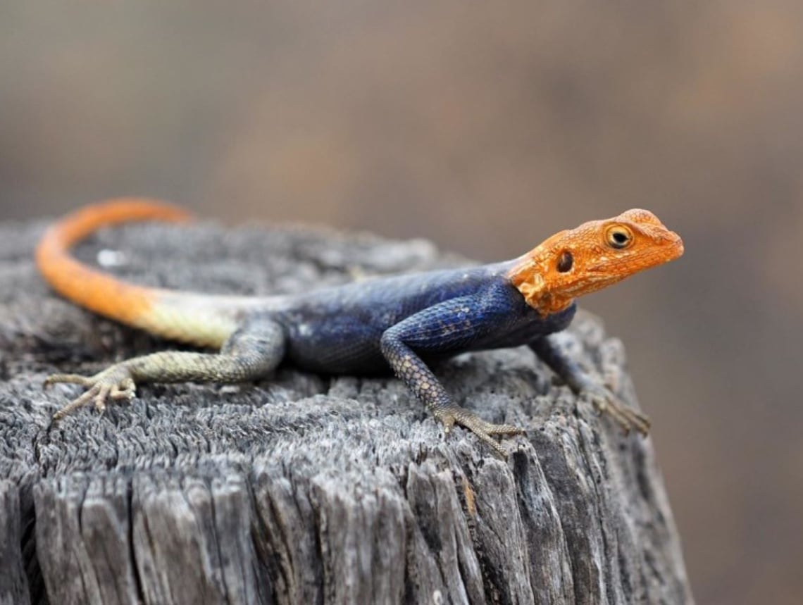 El agama africano se adapta con facilidad a entornos urbanos y es reconocido por sus colores brillantes y su comportamiento esquivo (UF/IFAS)