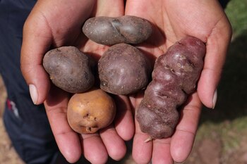 El enfoque del CIP va