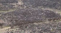 La “caravana de camellos” que fue clave para que el argentino Luciano Benavides gane el Rally Dakar por 2 segundos de diferencia