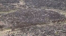 La “caravana de camellos” que fue clave para que el argentino Luciano Benavides gane el Rally Dakar por 2 segundos de diferencia