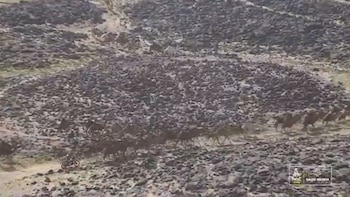 La “caravana de camellos” que