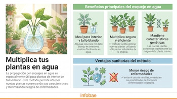 Una infografía ilustra la propagación de plantas en agua con esquejes, mostrando un tallo con raíces en un jarrón y varias plantas en macetas.