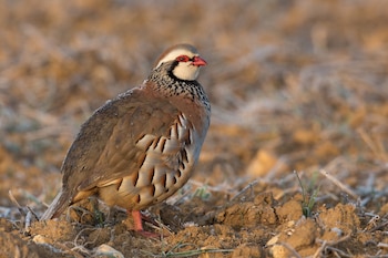Perdiz roja. (Pierre Dalous/Wikimedia Commons)