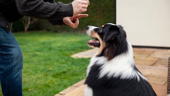 Los perros son capaces de