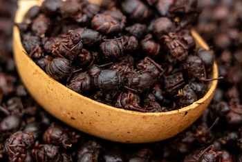 Estos insectos son cada vez