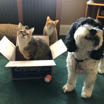 La dueña relató que uno