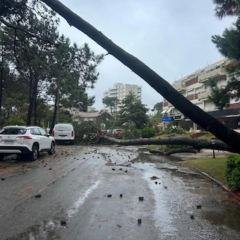 Decenas de árboles cayeron en