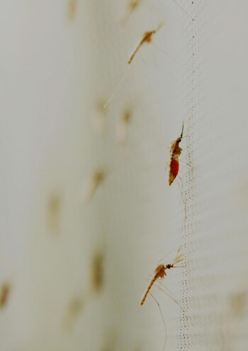 02-05-2020 Mosquito Anopheles gambiae, transmisor