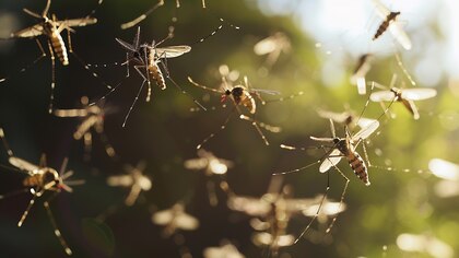 Por aumento de casos de dengue en Cundinamarca, Procuraduría activa vigilancia especial