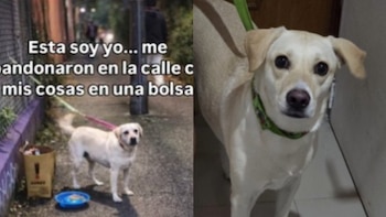 Maltrato animal en Medellín: perrita