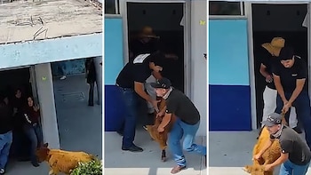 ¡Del corral a la escuela! Vaquilla entra a salón de preparatoria en Guanajuato y causa alboroto