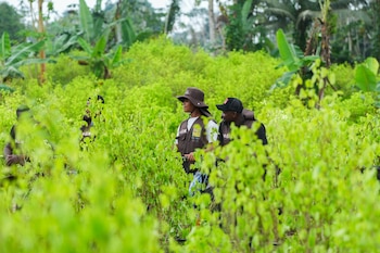 La investigación de la ANT
