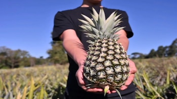 Bajo plástico, el ananá florece: