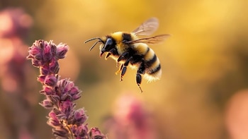 ¿Cómo se defienden los abejorros?