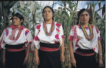 Tres mujeres indígenas de México, con trenzas y blusas blancas bordadas, faldas oscuras y collares de cuentas, de pie frente a altas plantas de maíz