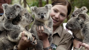 Cómo la congelación de células reproductivas busca preservar la diversidad genética de los koalas