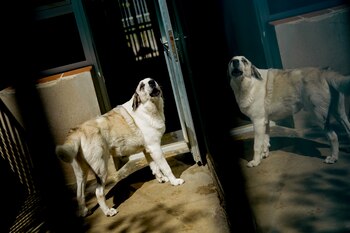 Uno de los perros atendidos