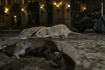 Ratas en la vereda en