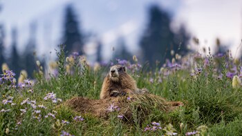Groundhog - Marmota