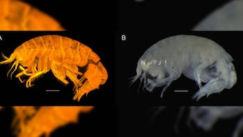 La nueva superfamilia de anfípodos abisales, Mirabestia maisie, fue descubierta a más de 4.000 metros de profundidad por científicos internacionales.