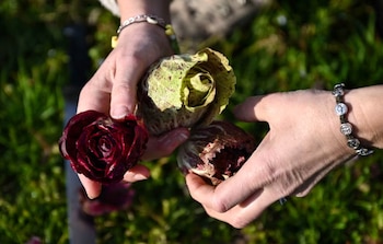 Cultivos contaminados. (AFP)