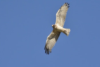 En las plantaciones de eucalipto la riqueza desciende a 5,00 especies y la abundancia se desploma a solo 6,85 aves