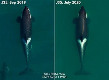 ballena Tahlequah (Foto: Twitter@FanAnimalMX)