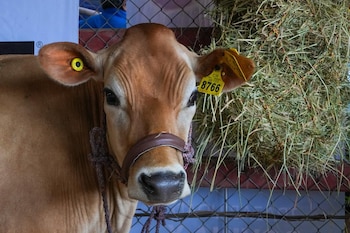 Os pecuaristas de Guanacaste compram feno, suplementos alimentares e água, transportam animais ou vendem partes do rebanho por falta de recursos. (Foto cortesia do Ministério da Agricultura e Pecuária)