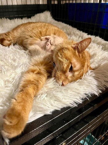 A pesar de sus heridas,