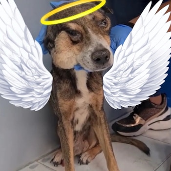 Tribilín falleció en abril de