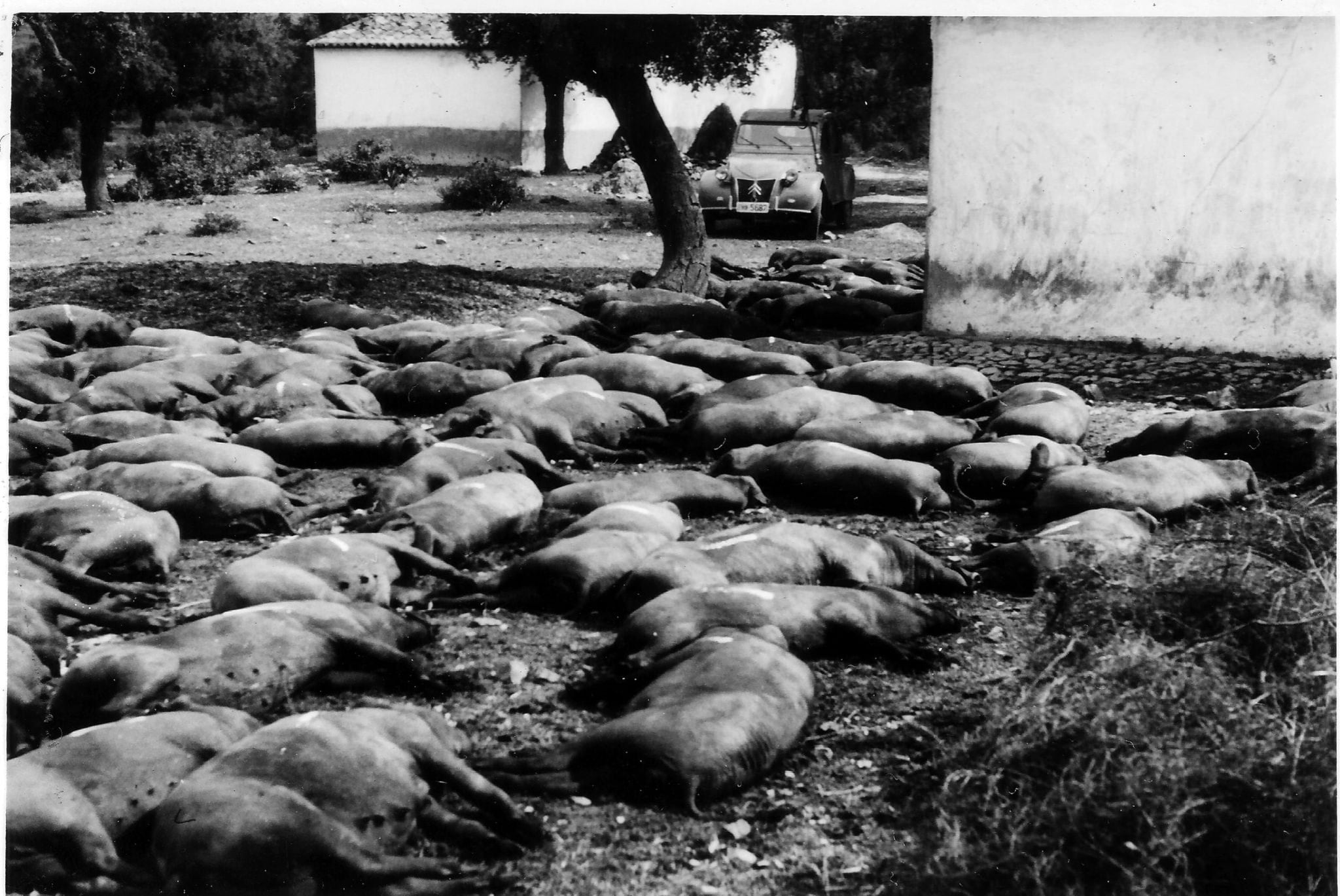 El último brote de peste porcina africana en España duró 30 años: “Sacaron los animales de las casas de Badajoz, cerdo por cerdo, y los enterraron en un antiguo basurero”