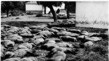 El último brote de peste