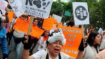 Animal Heroes, organización que recauda