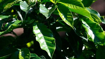 Si vas a consumir hojas