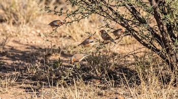 Seis pinzones cebra grises con manchas naranjas en las mejillas y picos rojos se posan en un arbusto espinoso y en el suelo seco, bajo el sol.