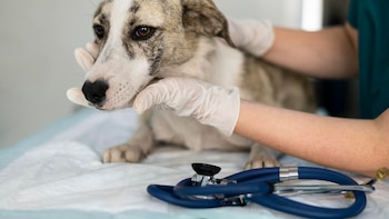 Un veterinario lo confirma: “La castración evita muchas patologías y potencialmente mucho más probables de las que expone”