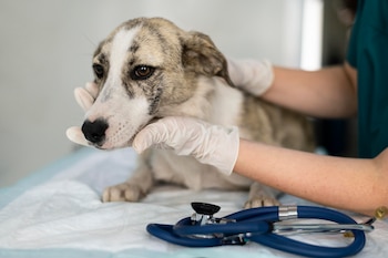 Perro en el veterinario