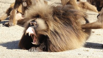 Los bostezos se “contagian” entre