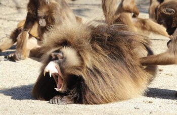 Un macho gelada bostezando, en