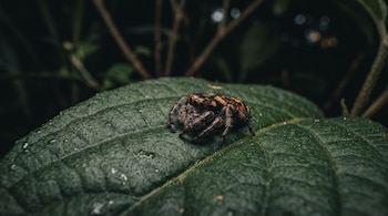 Araña saltarina de color negro y anaranjado posada sobre una hoja verde oscura con fondo nocturno desenfocado.