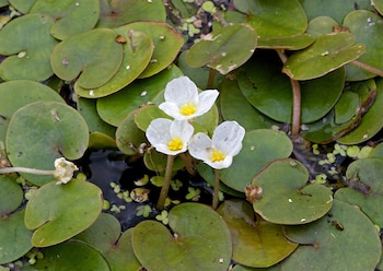 Plantas acuáticas del género 'Hydrocharis'. (Cristiano Fischer/Wikimedia Commons)