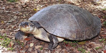 Tortugas de río en Colombia