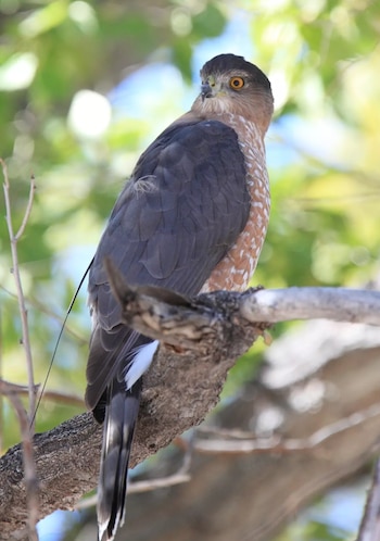 Un Halcón de Cooper adulto con plumaje gris oscuro, cabeza oscura, pecho y abdomen rojizos barrados, posado en una rama de árbol