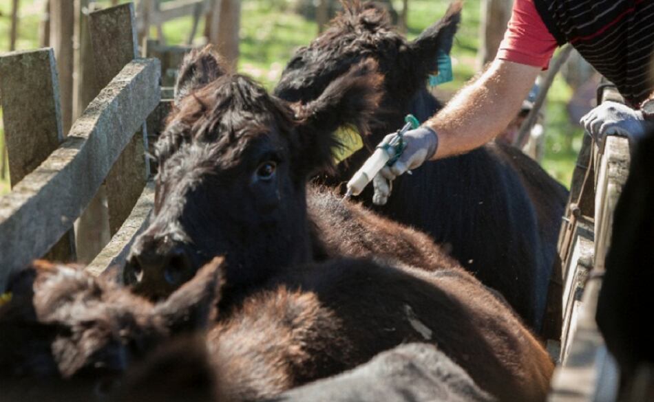 Desde la Secretaría de Agricultura, Ganadería y Pesca de la Nación aseguran que la adecuación dispuesta “no pone en riesgo la sanidad animal