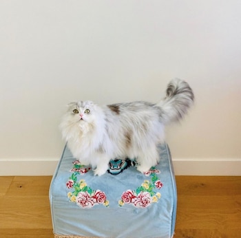 Carl Kesha gatos famosos (Foto: Instagram/iiswhoiis)