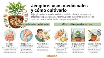 Infografía con ilustraciones de planta de jengibre, rizomas, usos medicinales (digestivo, antiinflamatorio, tos) y su cultivo en maceta. Incluye texto.
