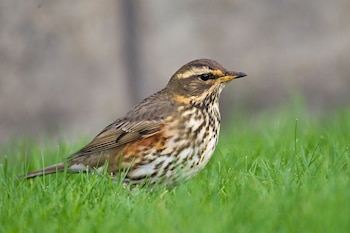 El zorzal alirrojo ha sufrido un declive del 86,2 % desde 1998. (Andreas Trepte/Wikimedia Commons)