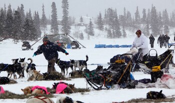 Veterinarios del Iditarod garantizan exámenes